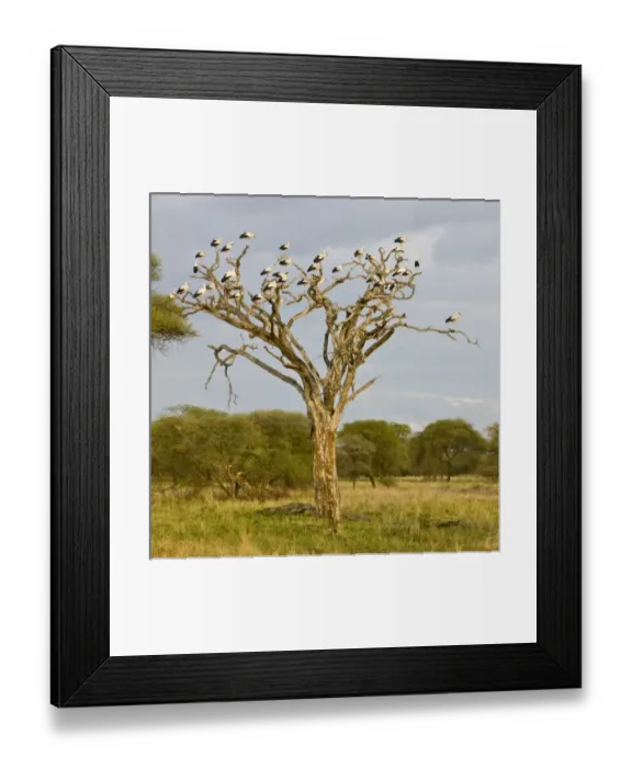Framed Print : Africa, Tanzania Framed Print : Africa, Tanzania