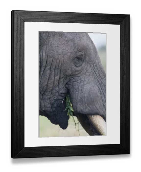 Framed Print : Africa. Tanzania. African Elephant at Tarangire NP Framed Print : Africa. Tanzania. African Elephant at Tarangire NP