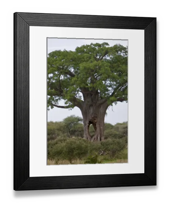 Framed Print : Africa. Tanzania. Baobab tree with cave-sized hole at Tarangire NP