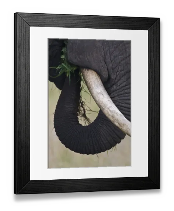 Framed Print : Africa. Tanzania. African Elephant at Tarangire NP Framed Print : Africa. Tanzania. African Elephant at Tarangire NP