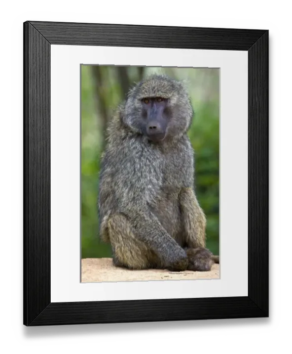 Framed Print : Africa, Tanzania Framed Print : Africa, Tanzania