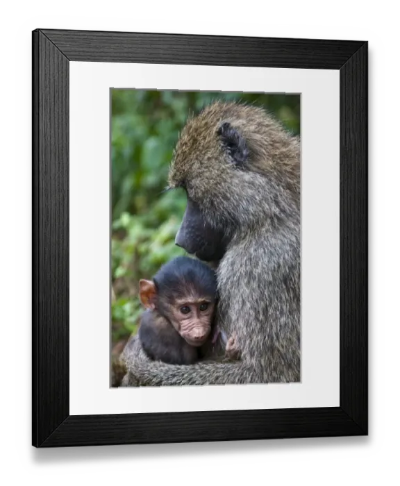 Framed Print : Africa. Tanzania. Olive Baboon mother and baby at Ngorongoro Crater