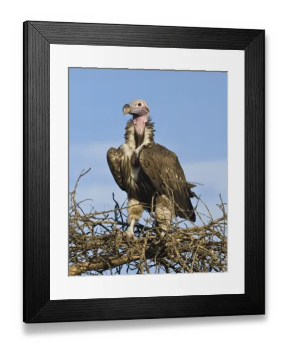 Framed Print : Africa. Tanzania. Lappet-Faced Vulture at Ndutu in the Ngorongoro Conservation Area Framed Print : Africa. Tanzania. Lappet-Faced Vulture at Ndutu in the Ngorongoro Conservation Area