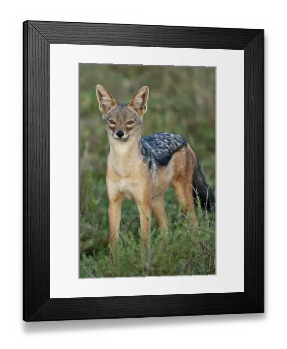 Framed Print : Africa, Tanzania Framed Print : Africa, Tanzania