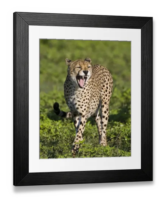 Framed Print : Africa, Tanzania