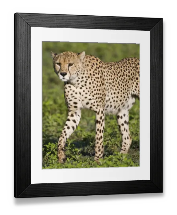 Framed Print : Africa, Tanzania Framed Print : Africa, Tanzania
