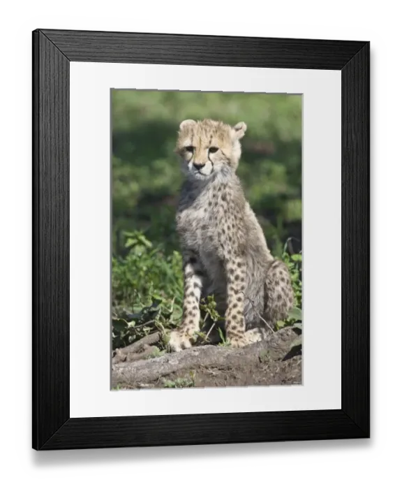 Framed Print : Africa, Tanzania Framed Print : Africa, Tanzania