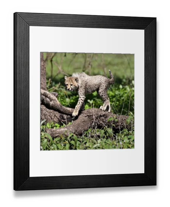 Framed Print : Africa, Tanzania Framed Print : Africa, Tanzania