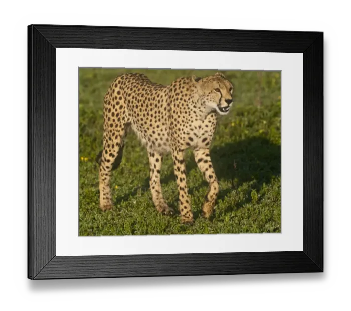 Framed Print : Africa, Tanzania Framed Print : Africa, Tanzania