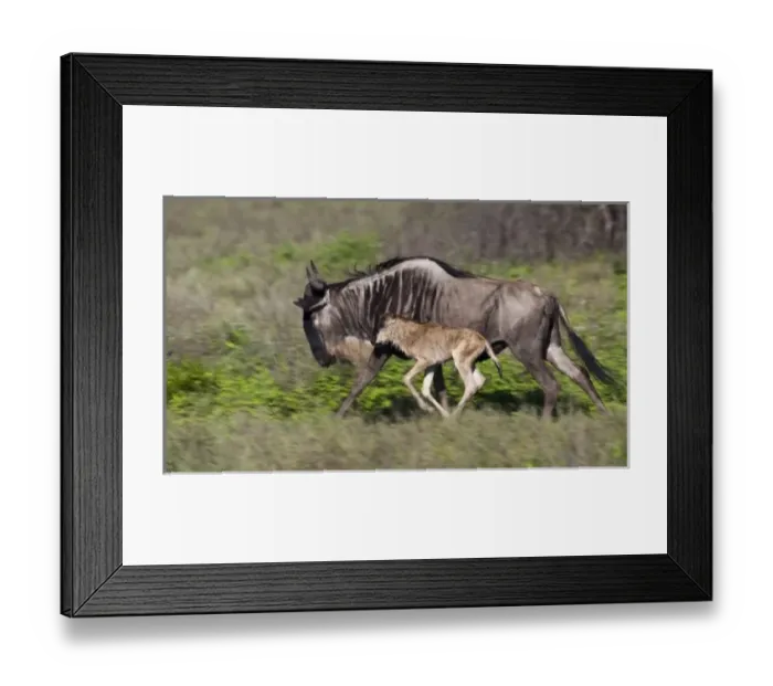 Framed Print : Africa, Tanzania Framed Print : Africa, Tanzania