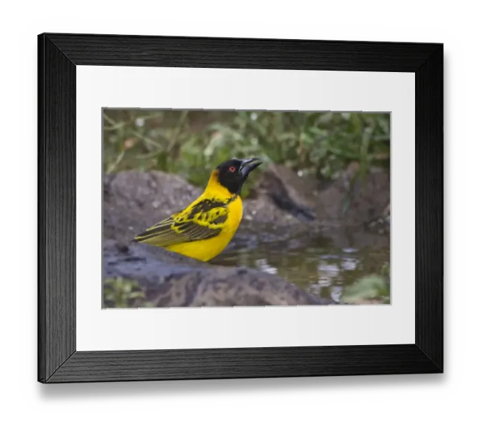 Framed Print : Africa, Tanzania