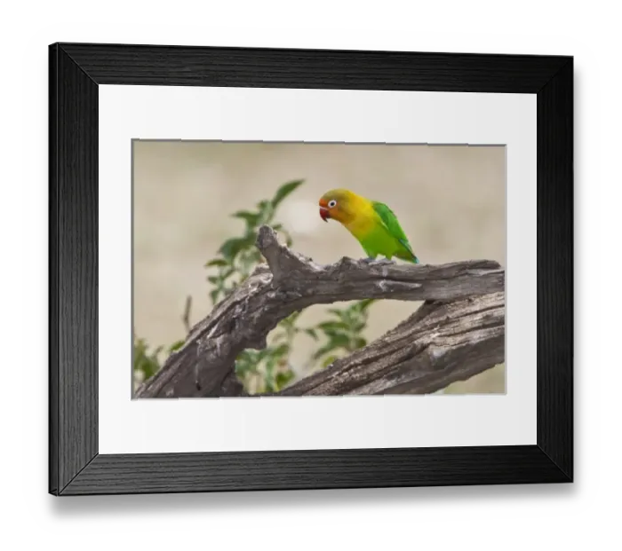 Framed Print : Africa, Tanzania Framed Print : Africa, Tanzania