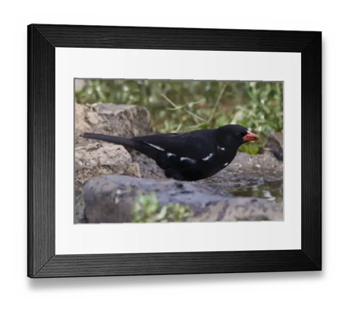Framed Print : Africa. Tanzania. Red-Billed Buffalo-Weaver at Ndutu in the Ngorongoro Conservation Area