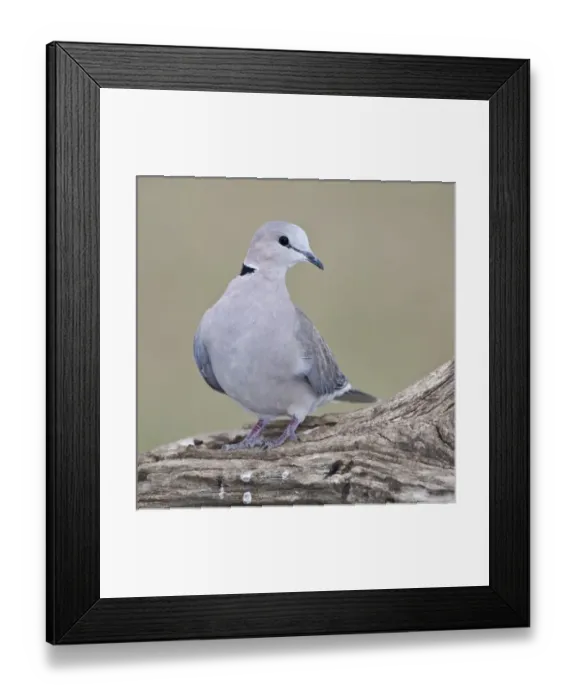 Framed Print : Africa. Tanzania. Ring-Necked Dove at Ndutu in the Ngorongoro Conservation Area Framed Print : Africa. Tanzania. Ring-Necked Dove at Ndutu in the Ngorongoro Conservation Area
