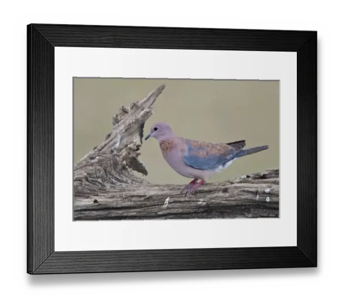 Framed Print : Africa. Tanzania. Laughing Dove at Ndutu in the Ngorongoro Conservation Area Framed Print : Africa. Tanzania. Laughing Dove at Ndutu in the Ngorongoro Conservation Area