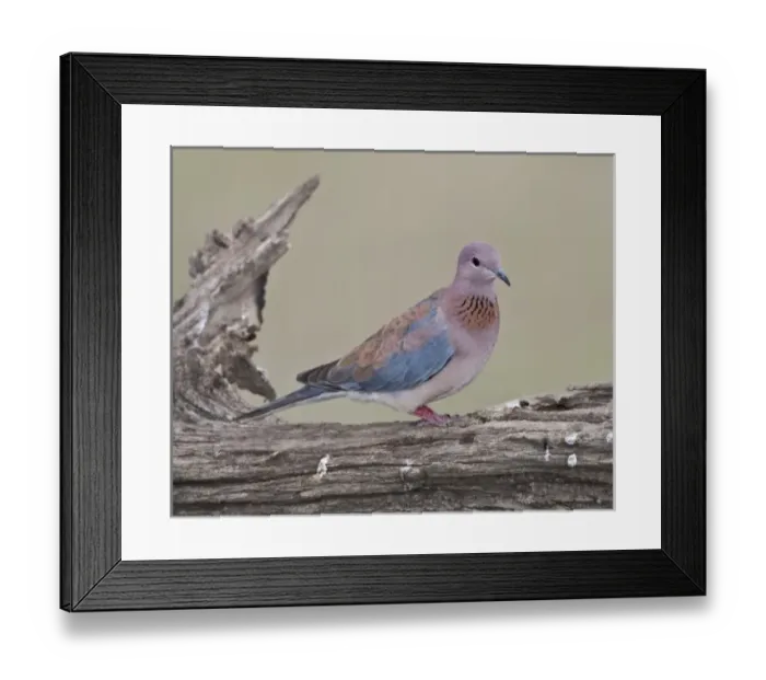 Framed Print : Africa. Tanzania. Laughing Dove at Ndutu in the Ngorongoro Conservation Area Framed Print : Africa. Tanzania. Laughing Dove at Ndutu in the Ngorongoro Conservation Area