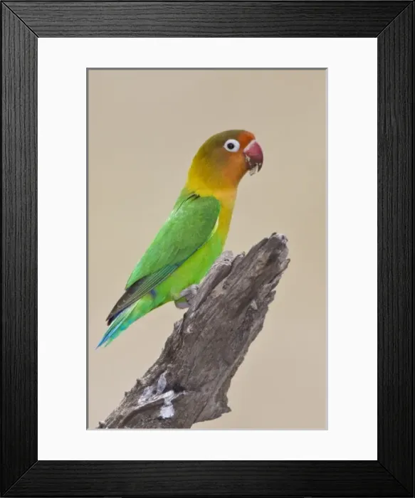 Framed Print : Africa. Tanzania. Fischers Lovebird at Ndutu in the Ngorongoro Conservation Area
