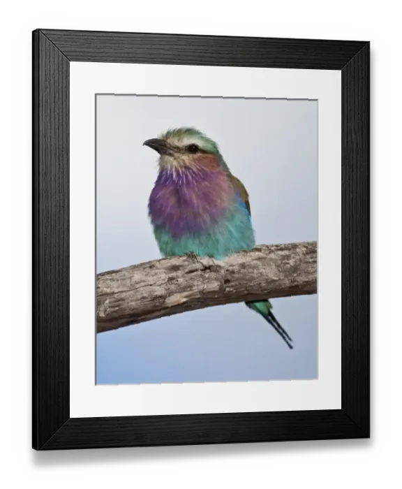 Framed Print : Africa. Tanzania. Lilac-Breasted Roller at Ndutu in the Ngorongoro Conservation Area