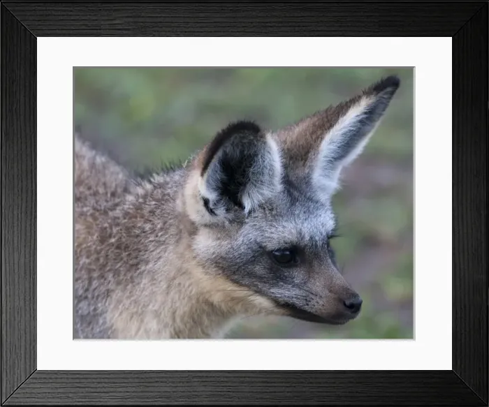 Framed Print : Africa. Tanzania. Bat-Eared Fox at Ndutu in the Ngorongoro Conservation Area Framed Print : Africa. Tanzania. Bat-Eared Fox at Ndutu in the Ngorongoro Conservation Area