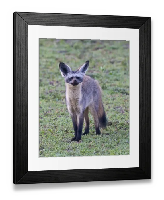 Framed Print : Africa, Tanzania Framed Print : Africa, Tanzania