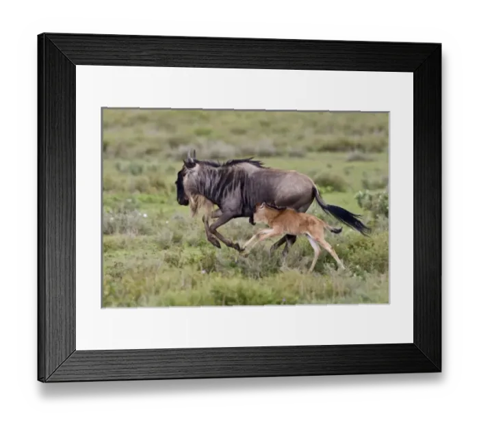 Framed Print : Africa, Tanzania Framed Print : Africa, Tanzania