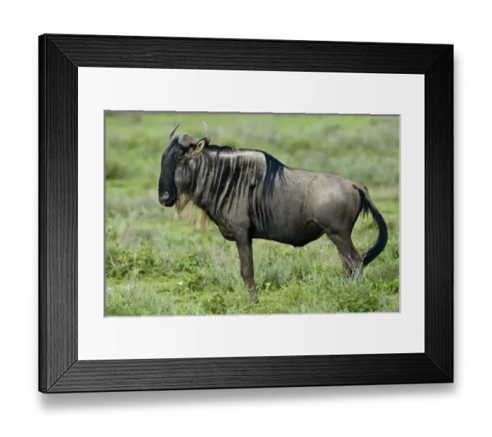 Framed Print : Africa. Tanzania. Wildebeest at Ndutu in the Ngorongoro Conservation Area Framed Print : Africa. Tanzania. Wildebeest at Ndutu in the Ngorongoro Conservation Area