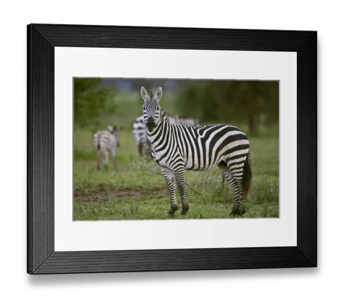 Framed Print : Africa. Tanzania. Zebras in the rain at Ndutu in the Ngorongoro Conservation Area Framed Print : Africa. Tanzania. Zebras in the rain at Ndutu in the Ngorongoro Conservation Area