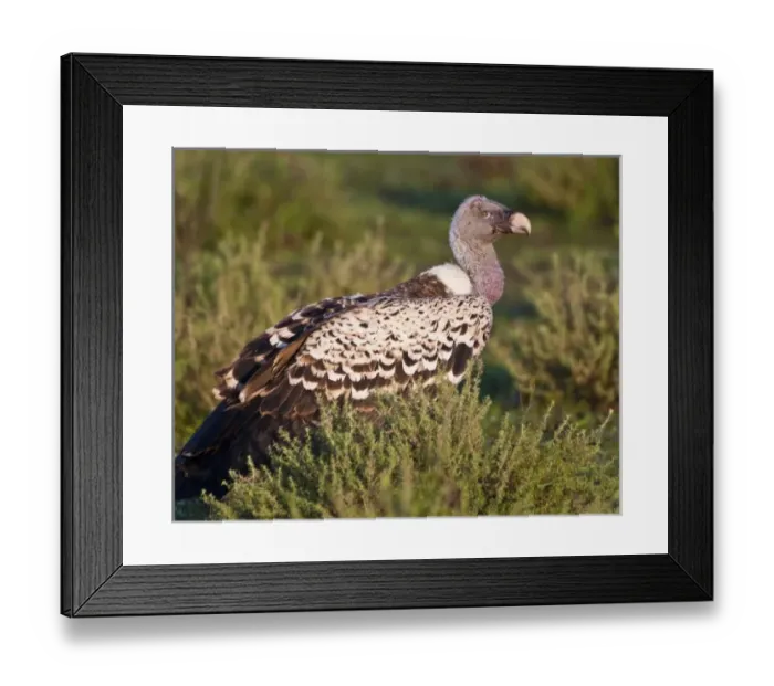 Framed Print : Africa, Tanzania Framed Print : Africa, Tanzania