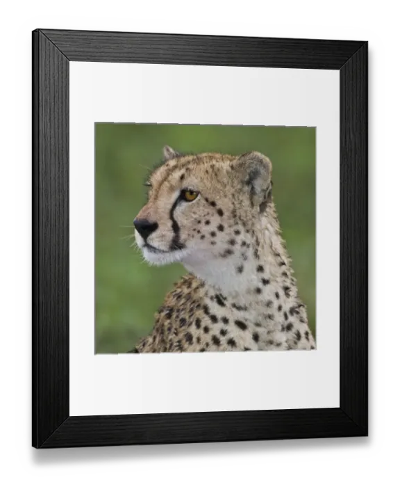 Framed Print : Africa. Tanzania. Female Cheetah at Ndutu in the Ngorongoro Conservation Area Framed Print : Africa. Tanzania. Female Cheetah at Ndutu in the Ngorongoro Conservation Area