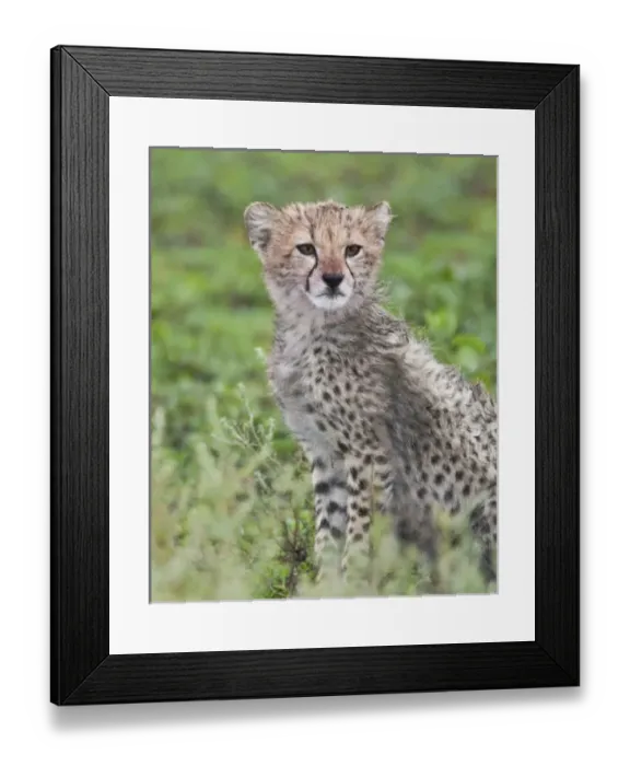 Framed Print : Africa, Tanzania Framed Print : Africa, Tanzania