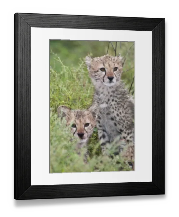 Framed Print : Africa, Tanzania Framed Print : Africa, Tanzania