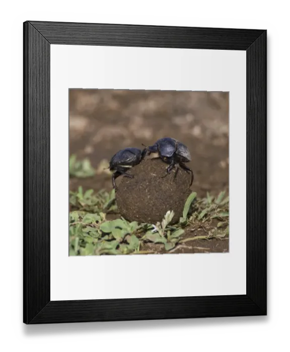 Framed Print : Africa, Tanzania Framed Print : Africa, Tanzania