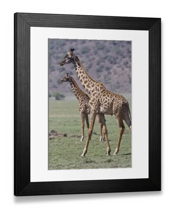 Framed Print : Africa. Tanzania. Giraffes in the Ngorongoro Conservation Area