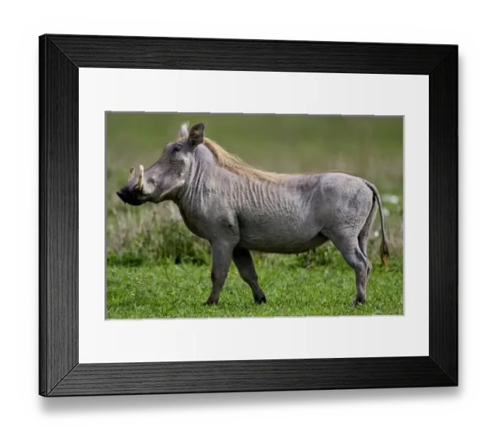 Framed Print : Africa. Tanzania. Common Warthog at Ngorongoro Crater in the Ngorongoro Conservation Area Framed Print : Africa. Tanzania. Common Warthog at Ngorongoro Crater in the Ngorongoro Conservation Area