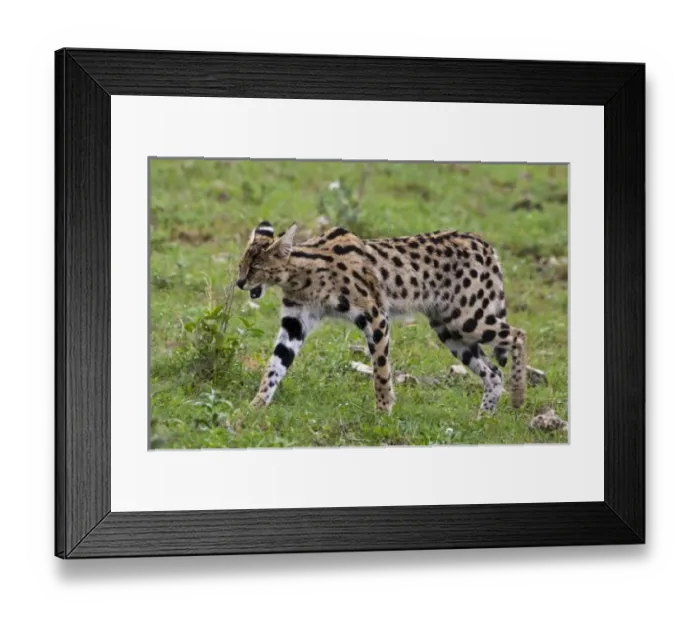 Framed Print : Africa, Tanzania