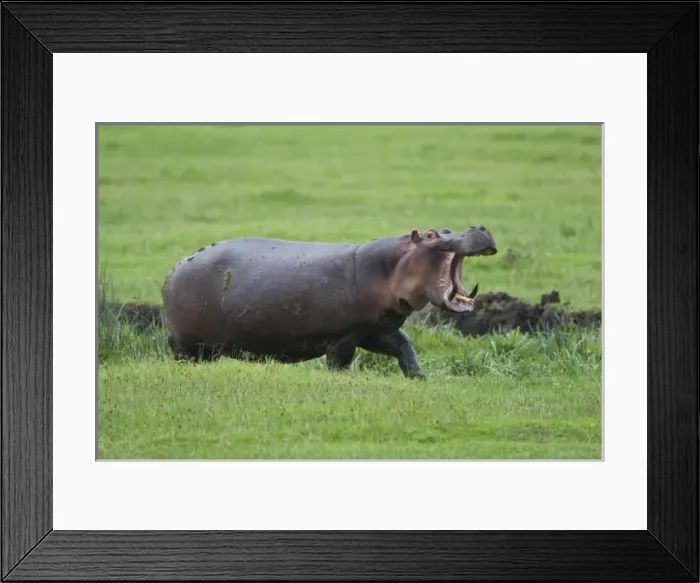 Framed Print : Africa. Tanzania. Hippopotamus yawns at the Hippo Pool at Ngorongoro Crater, Ngorongoro
