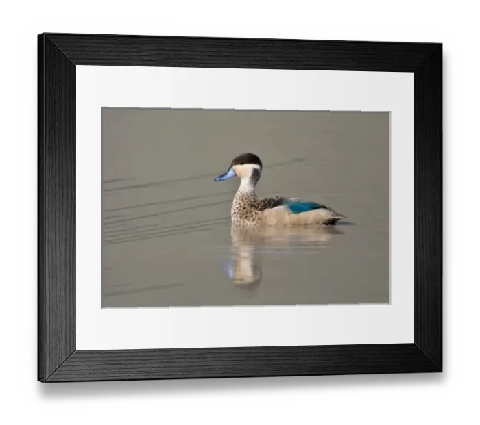 Framed Print : Africa. Tanzania. Hottentot Teal in Ngorongoro Crater, Ngorongoro Conservation Area Framed Print : Africa. Tanzania. Hottentot Teal in Ngorongoro Crater, Ngorongoro Conservation Area