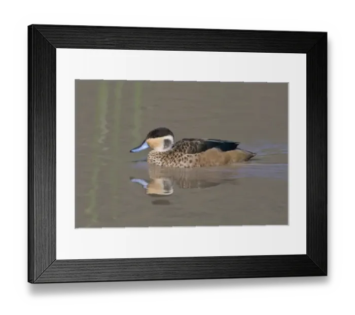 Framed Print : Africa. Tanzania. Hottentot Teal in Ngorongoro Crater, Ngorongoro Conservation Area Framed Print : Africa. Tanzania. Hottentot Teal in Ngorongoro Crater, Ngorongoro Conservation Area