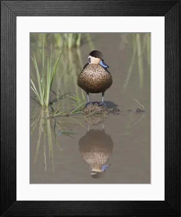Framed Print : Africa, Tanzania Framed Print : Africa, Tanzania
