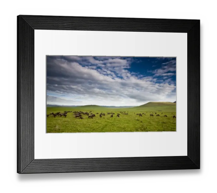Framed Print : Africa. Tanzania. Wildebeest herd in Ngorongoro Crater, Ngorongoro Conservation Area
