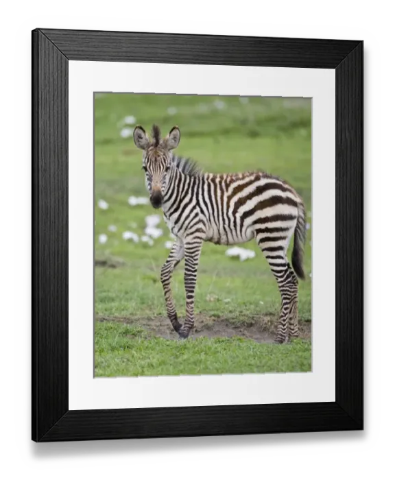 Framed Print : Africa, Tanzania Framed Print : Africa, Tanzania
