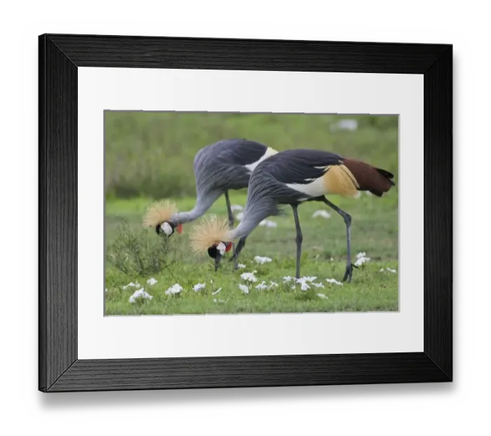 Framed Print : Africa. Tanzania. Grey Crowned Cranes at Ngorongoro Crater, Ngorongoro Conservation Area Framed Print : Africa. Tanzania. Grey Crowned Cranes at Ngorongoro Crater, Ngorongoro Conservation Area
