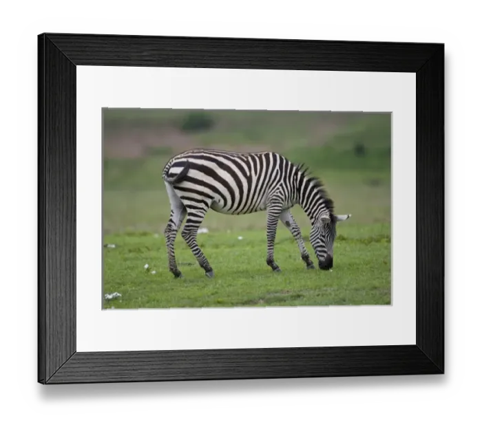 Framed Print : Africa. Tanzania. Zebra at Ngorongoro Crater in the Ngorongoro Conservation Area Framed Print : Africa. Tanzania. Zebra at Ngorongoro Crater in the Ngorongoro Conservation Area