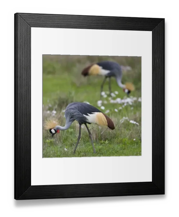 Framed Print : Africa, Tanzania