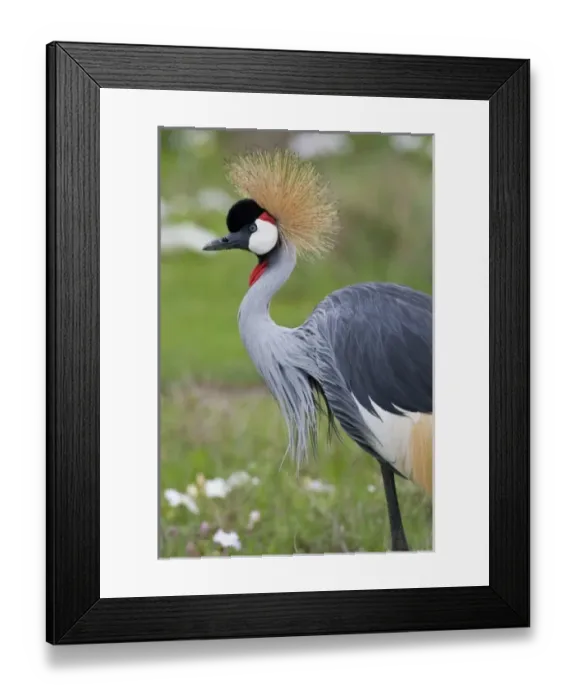 Framed Print : Africa, Tanzania