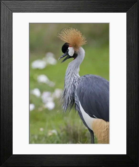 Framed Print : Africa, Tanzania