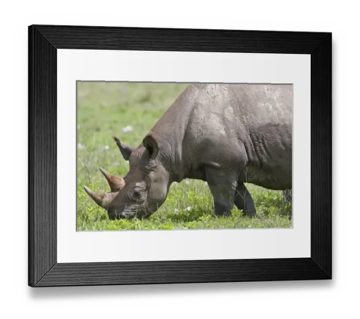Framed Print : Africa. Tanzania. Black Rhinocerus female at Ngorongoro Crater, Ngorongoro Conservation Area Framed Print : Africa. Tanzania. Black Rhinocerus female at Ngorongoro Crater, Ngorongoro Conservation Area