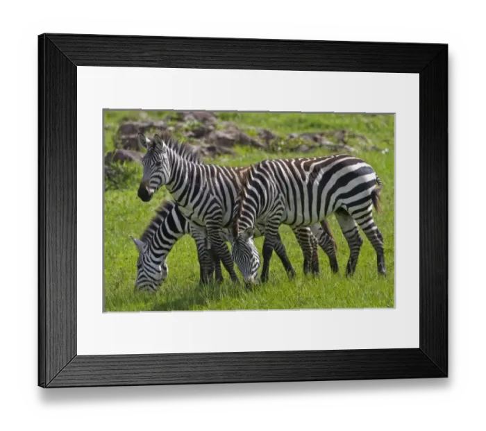 Framed Print : Africa. Tanzania. Zebras at Ngorongoro Crater in the Ngorongoro Conservation Area