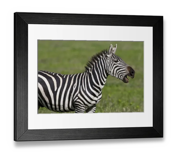 Framed Print : Africa. Tanzania. Zebra at Ngorongoro Crater in the Ngorongoro Conservation Area Framed Print : Africa. Tanzania. Zebra at Ngorongoro Crater in the Ngorongoro Conservation Area