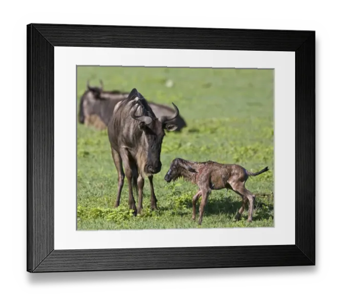 Framed Print : Africa, Tanzania